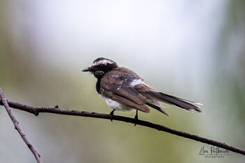 A White-Browed Fantail resting on a beautiful perch. - image gratuit #483017 