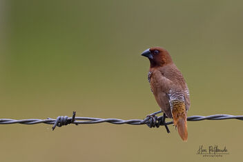 A Scaly Breasted Munia on a lovely perch - image #483047 gratis