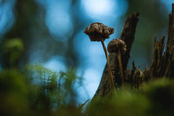Small Fungi 11 - Free image #483127