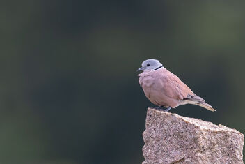 A Red Turtle / Collared Dove on a lovely perch - Free image #483307