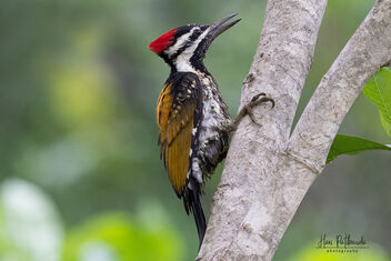 A Black Rumped Flameback in Action - image gratuit #483397 