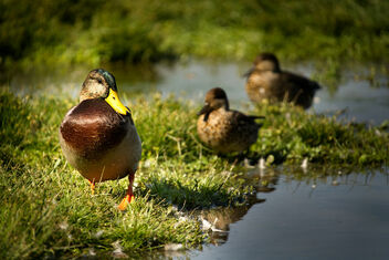 We Ducks - image gratuit #483407 