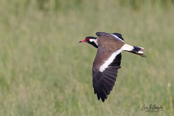 A Red Wattled Lapwing in Flight - image #483437 gratis
