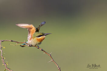 A Blue Tailed Bee Eater Stretching itself - image #483457 gratis