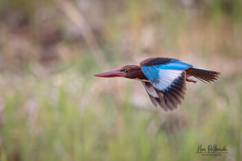 A White Throated Kingfisher in Flight - image gratuit #483547 