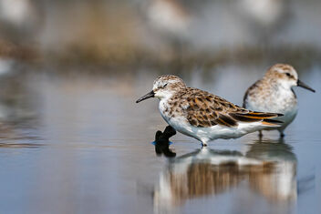A Little Stint taking a power nap? - Free image #483627