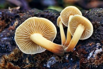 Fungi - Orillia - Ontario - Canada - - image gratuit #483687 