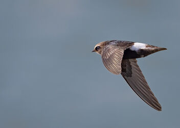 A Little Swift in Flight - Free image #483727