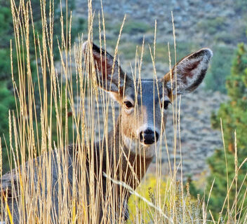 Peek-a-Boo Deer, June Lake 2021 - image gratuit #483857 