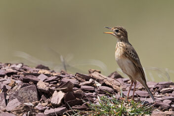 A Paddyfield Pipit in action under the sun - image gratuit #483867 