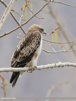 Booted Eagle (Hieraaetus pennatus) - бесплатный image #483967