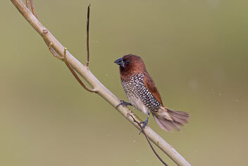 A Scaly Breasted Munia enjoying the drizzle - image #483977 gratis