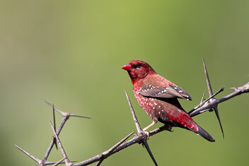 A Red Avadavat / Strawberry finch chasing a female playing hide and seek? - image gratuit #484017 