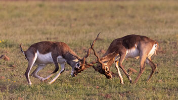 A Pair of Blackbucks fighting and pushing each other - image gratuit #484047 