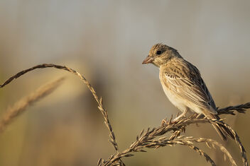 A Black Headed Bunting feeding on grain in the farms - Kostenloses image #484077