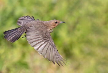 A Rare Brown Rock chat taking off - Free image #484197