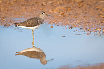A Green Sandpiper in a water puddle - image gratuit #484297 