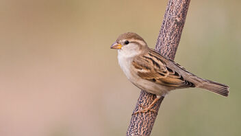 A Juvenile House Sparrow on a beautiful perch - image gratuit #484567 