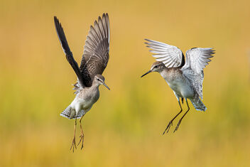 A Pair of Wood Sandpipers fighting for the perch - Free image #484677