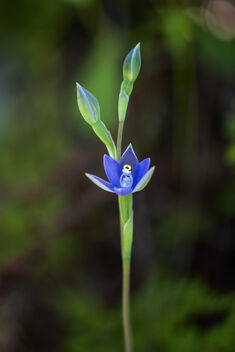Slender Sun-orchid - бесплатный image #484767
