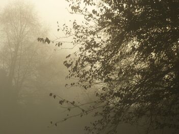 Morning's Mist - Free image #484787