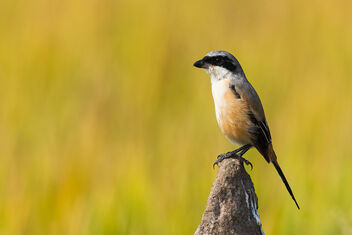A Long Tailed Shrike Enjoying the view? - Maybe! - image gratuit #484807 