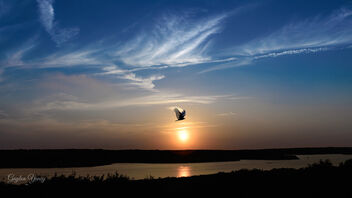 Sunset Bird Flight - image gratuit #484957 