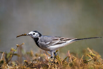 A White Wagtail foraging on the lake bank - бесплатный image #484977