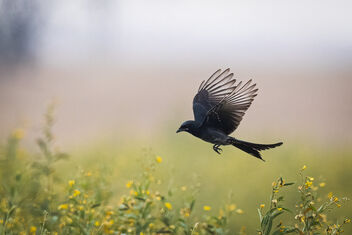 A Black Drongo flying over field of Pulses in the fog - бесплатный image #485207