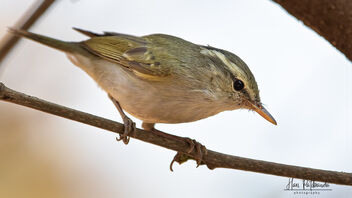 A Western Crowned Warbler in action hunting for insects - image #485327 gratis