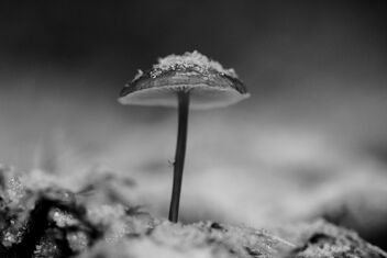 [Frosty Fungi 2] [First Snow 3] - image #485397 gratis