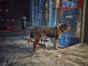 New Year's Eve dog - image gratuit #485417 