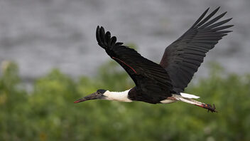 A woolly necked Stork in flight over the lakes edge - бесплатный image #485427