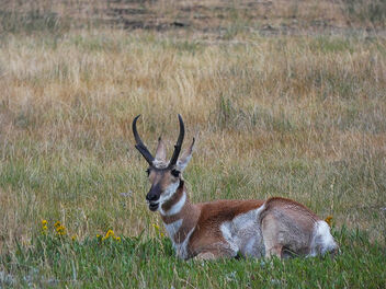 Grand Teton National Park - image gratuit #485457 