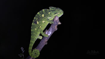 An Indian Chameleon in the night - image #485497 gratis