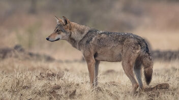 An Indian Gray Wolf surveying the grasslands - бесплатный image #485607