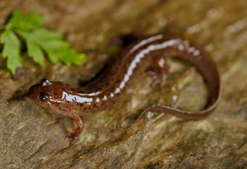 Seal Salamander (Desmognathus monticola) - Free image #485617