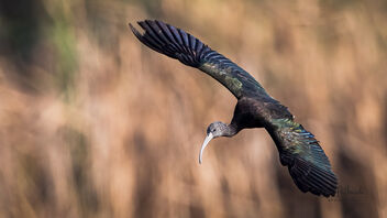 A Glossy Ibis landing in small dry pond bed - image gratuit #485647 