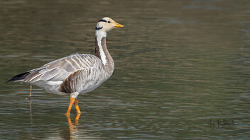 A Bar Headed Goose trying to drink water - image #485757 gratis