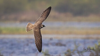 A Peregrine Falcon trying to catch a water birds and failed! - image gratuit #485817 