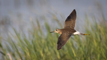 A Wood Sandpiper in Flight - Free image #485847