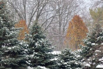 Late Leaves, Early Snow - бесплатный image #485927