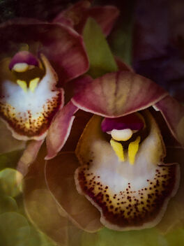 Orchid #353 - Free image #486007