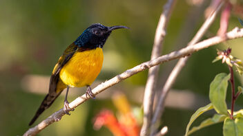 A Green Tailed Sunbird foraging in the bush - бесплатный image #486047