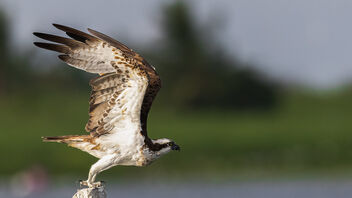 An Osprey taking off for the day late evening - image gratuit #486087 