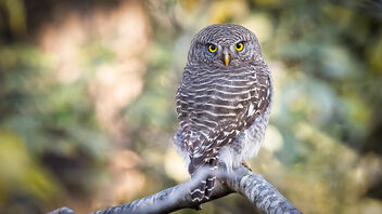 An Asian Barred Owlet on a lovely perch - image gratuit #486107 