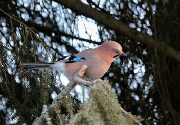 Jay on the branch - image gratuit #486127 