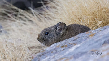 A Large Eared Pika in its habitat - Free image #486157