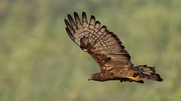 An Oriental Honey buzzard taking off - бесплатный image #486257