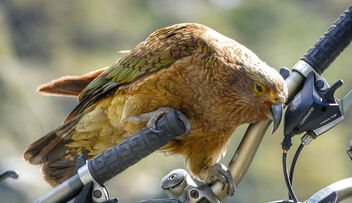 Kea. New Zealand Alpine parrot. - image gratuit #486307 